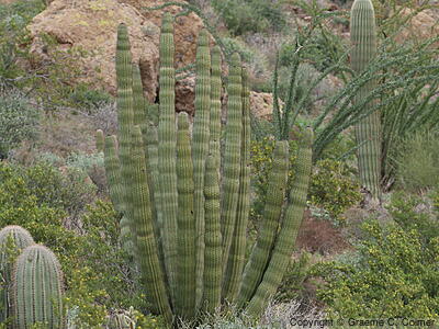 Stenocereus thurberi - Organ Pipe Cactus