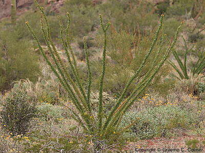 Ocotillo (Fouquieria splendens) - Ocotillo