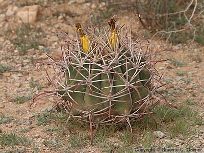 Candy Barrel Cactus (Ferocactus wislizeni) - Fishhook Barrel Cactus