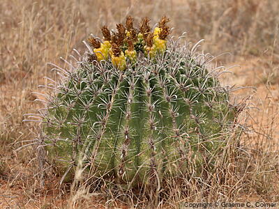 Candy Barrel Cactus (Ferocactus wislizeni) - Fishhook Barrel Cactus