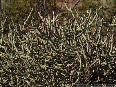 Cylindropuntia ramosissima - Branched Pencil Cholla