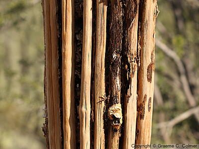 Saguaro (Carnegiea gigantea) - Saguaro