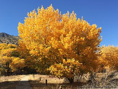 Cottonwood (Populus fremontii) - Fremont Cottonwood