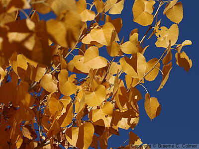 Cottonwood (Populus fremontii) - Fremont Cottonwood