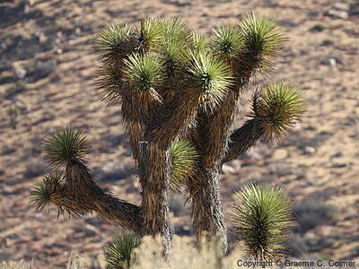 Joshua Tree (Yucca brevifolia) - Joshua Tree