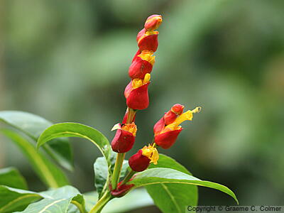 Sanchezia oblonga - Sanchezia