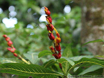 Sanchezia oblonga - Sanchezia