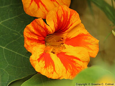 Nasturtium (Tropaeolum majus) - Climbing Nasturtium