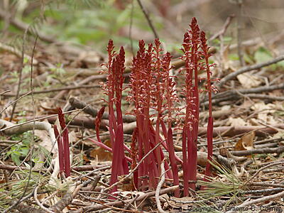 Summer Coralroot (Corallorhiza maculata) - Spotted Coralroot