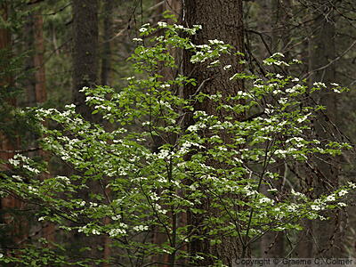 Pacific Dogwood (Cornus nuttallii) - Pacific Dogwood