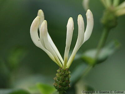 European Honeysuckle (Lonicera periclymenum) - Common Honeysuckle