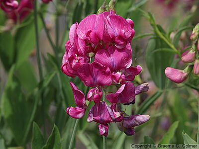 Perennial Sweetpea (Lathyrus latifolius) - Perennial Pea