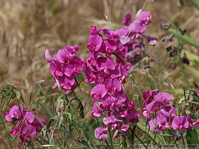 Perennial Sweetpea (Lathyrus latifolius) - Perennial Pea
