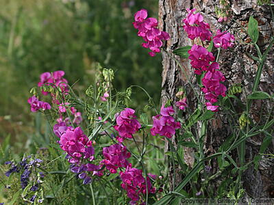 Perennial Sweetpea (Lathyrus latifolius) - Perennial Pea