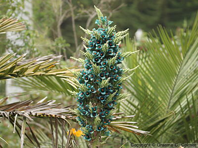 Chilean Rock Bromeliad (Puya alpestris) - Chilean Rock Bromeliad