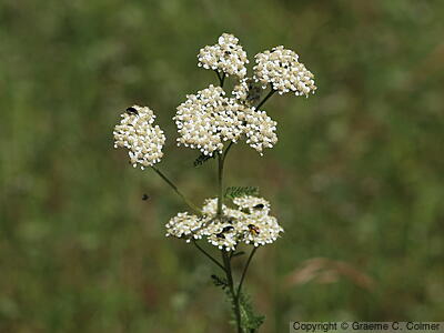 Yarrow (Achillea millefolium) - Common Yarrow