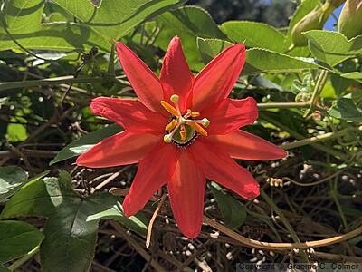Scarlet Passionflower (Passiflora coccinea) - Red Passion Flower