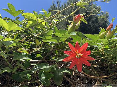Scarlet Passionflower (Passiflora coccinea) - Red Passion Flower
