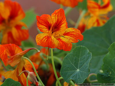 Nasturtium (Tropaeolum majus) - Climbing Nasturtium