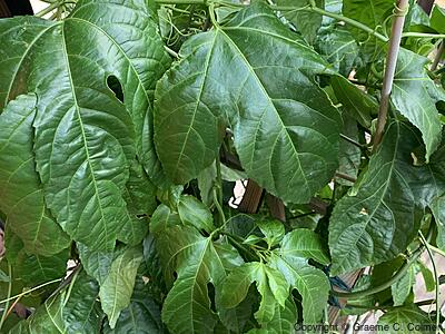 Passionflower (Passiflora edulis) - Passion Fruit
