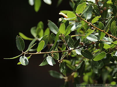 Canyon Live Oak (Quercus chrysolepis) - Canyon Live Oak