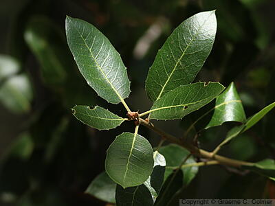 Canyon Live Oak (Quercus chrysolepis) - Canyon Live Oak