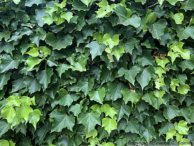 Boston Ivy (Parthenocissus tricuspidata) - Boston Ivy