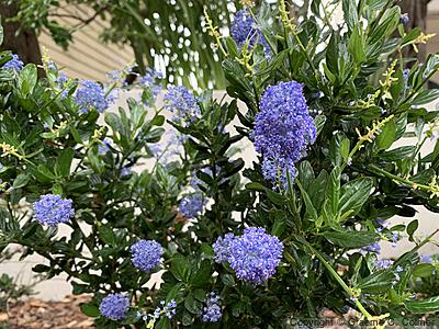 Blue Blossom Ceanothus (Ceanothus thyrsiflorus) - Blueblossom