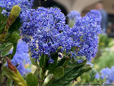Blue Blossom Ceanothus (Ceanothus thyrsiflorus) - Blueblossom