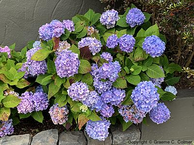 French Hydrangea (Hydrangea macrophylla) - Bigleaf Hydrangea