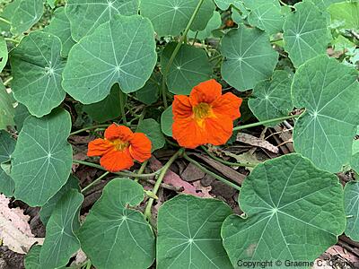 Nasturtium (Tropaeolum majus) - Climbing Nasturtium