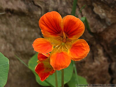 Nasturtium (Tropaeolum majus) - Climbing Nasturtium