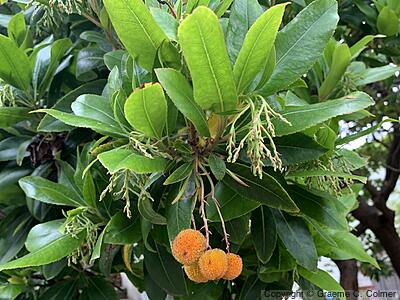 Strawberry Tree (Arbutus unedo) - Strawberry Tree
