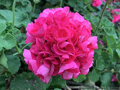 Horseshoe Geranium (Pelargonium zonale) - Zonal Geranium