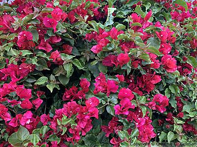 Great Bougainvillea (Bougainvillea spectabilis) - Great Bougainvillea