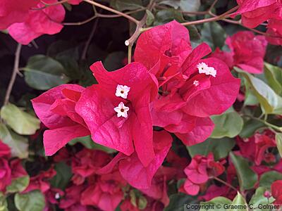 Great Bougainvillea (Bougainvillea spectabilis) - Great Bougainvillea
