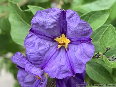 Chaparral Nightshade (Solanum xanti) - Purple Nightshade