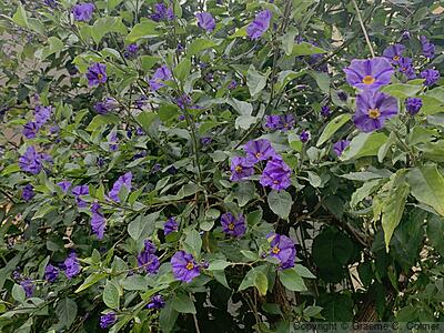 Chaparral Nightshade (Solanum xanti) - Purple Nightshade