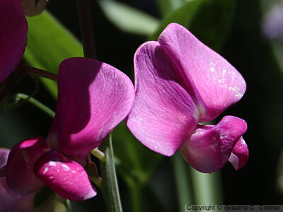 Perennial Sweetpea (Lathyrus latifolius) - Perennial Pea