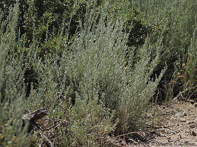 Big Sagebush (Artemisia tridentata) - Big Sagebrush