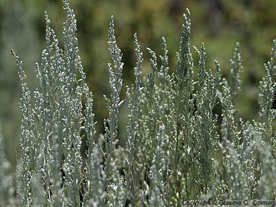 Big Sagebush (Artemisia tridentata) - Big Sagebrush