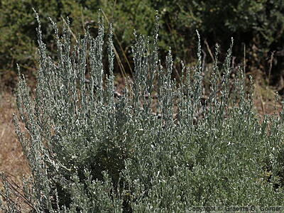 Big Sagebush (Artemisia tridentata) - Big Sagebrush