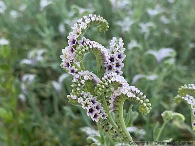 Salt Heliotrope (Heliotropium curassavicum) - Salt Heliotrope