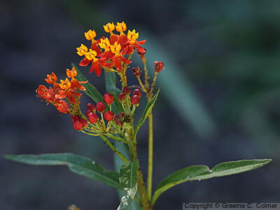 Wild Ipecacuanha (Asclepias curassavica) - Wild Ipecacuanha