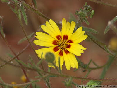 Common Madia (Madia elegans) - Common Madia