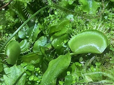 Venus Flytrap (Dionaea muscipula) - Venus Flytrap