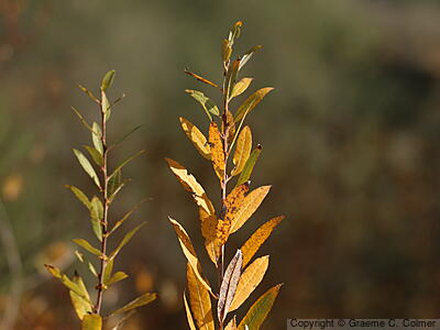 Arroyo Willow (Salix lasiolepis) - Arroyo Willow
