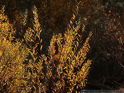 Arroyo Willow (Salix lasiolepis) - Arroyo Willow