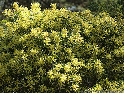Sydney Golden Wattle (Acacia longifolia) - Sydney Golden Wattle