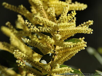 Sydney Golden Wattle (Acacia longifolia) - Sydney Golden Wattle